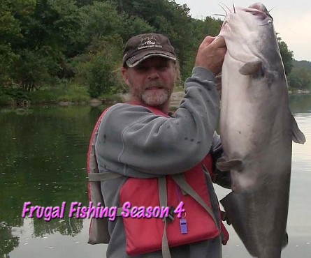 blue catfish