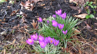 flowers