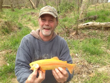 Golden Trout