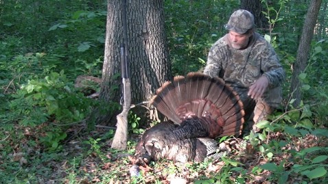 wild turkey, camochairproductions