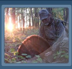 turkey, wild turkey camochairproductions