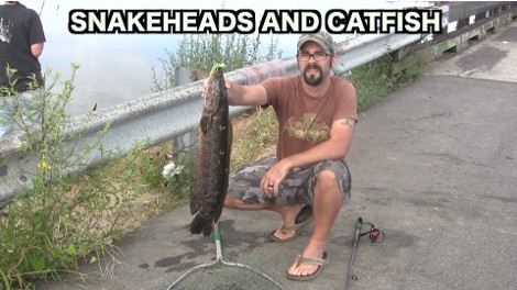 snakeheads