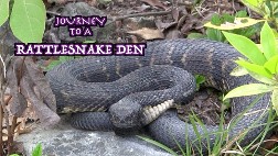 ratlesnake den, camochairproductions