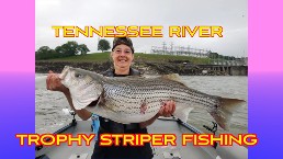 tennessee trophy striped bass