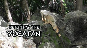 herping, camochairproductions